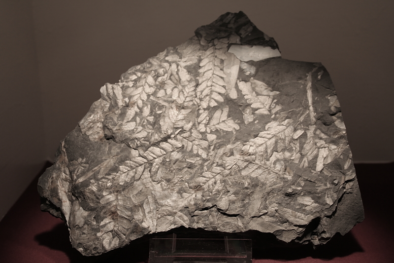 Killikus® Fotographie Killikus® Fotographie